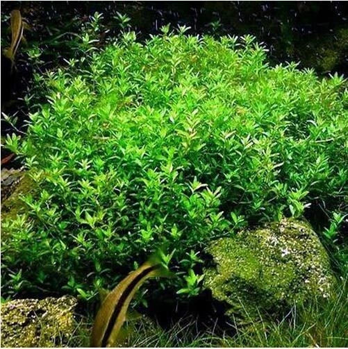 Pearlweed Stems (20+) - Live Aquatic Plant for Freshwater Aquariums, Hemianthus Micranthemoides, Easy Care Green Foliage
