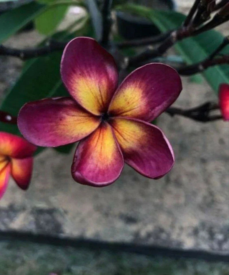 Lavender Yellow Plumeria Seeds - 5 Perennial Tropical Flower Seeds - Plumeria rubra - Fragrant Garden Blooms