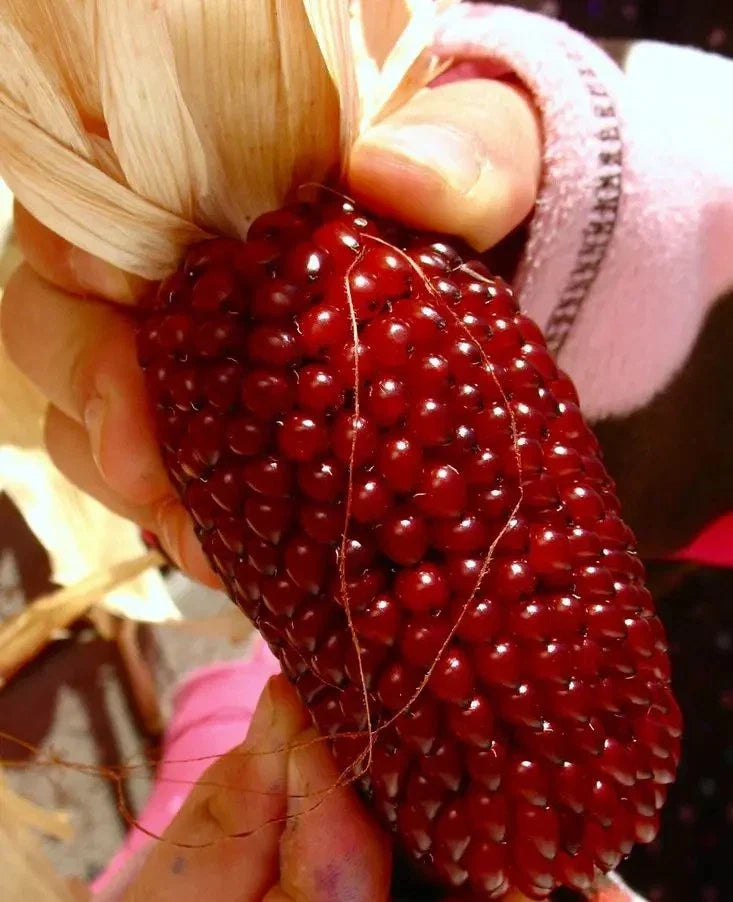 Strawberry Ruby Corn Seeds - 120+ Organic Heirloom Popcorn - Zea mays everta - Sweet Ruby-Red Kernels for Home Gardens