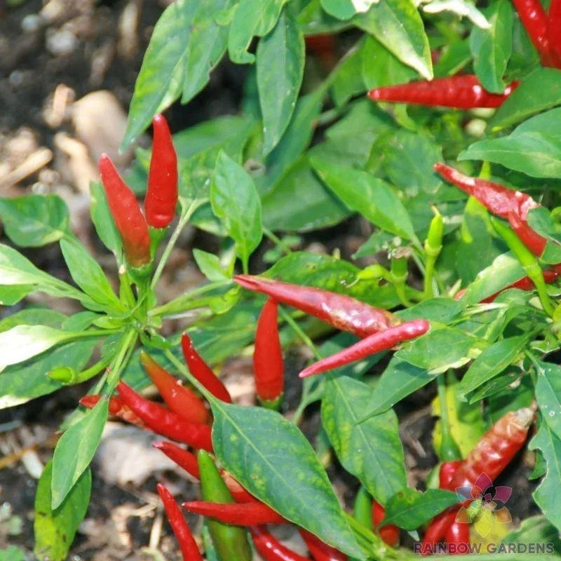 Thai Sun Hot Pepper Seeds - 25+ Pack - Capsicum annuum - Non-GMO, USA Grown
