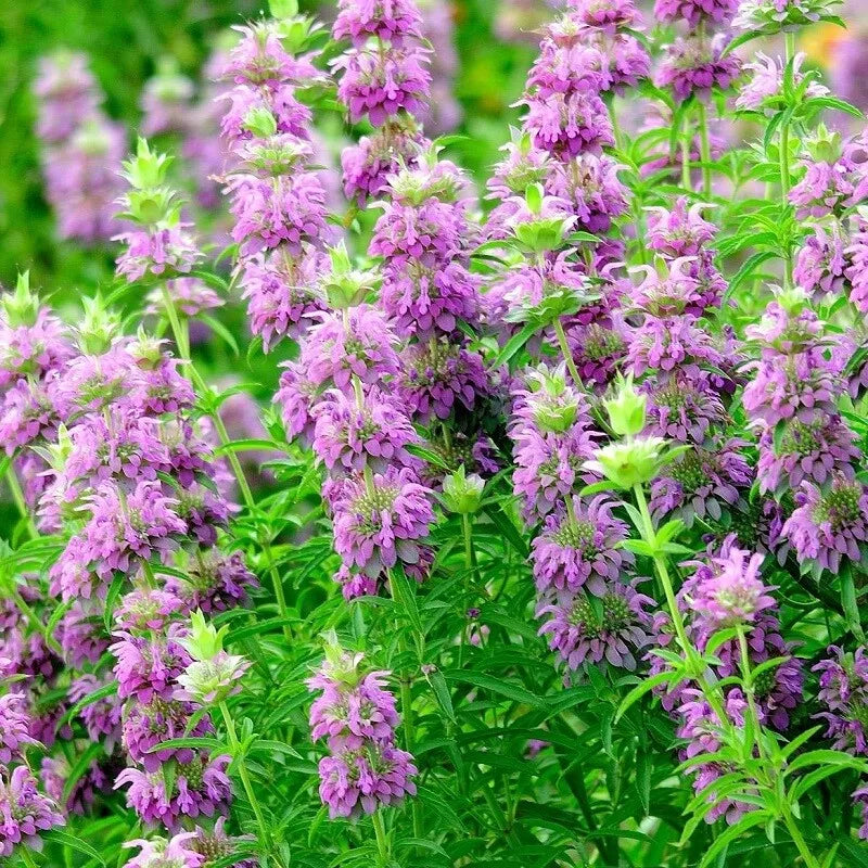 Lemon Mint Seeds Pack - 500+ Organic Seeds for Herb Garden - Mentha x piperita 'Citrata' - Aromatic Culinary Herb