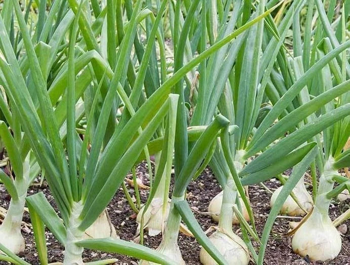 Treated Vidalia Sweet Onion Seeds - Heirloom Non-GMO Vegetable Gardening Seeds, Allium cepa, Easy to Grow for Home Gardens
