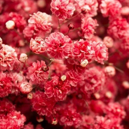 Crimson Red Baby's Breath Seeds | Non-GMO | Gypsophila elegans 'Crimson' | 100-2,000 Count for Vibrant Gardens