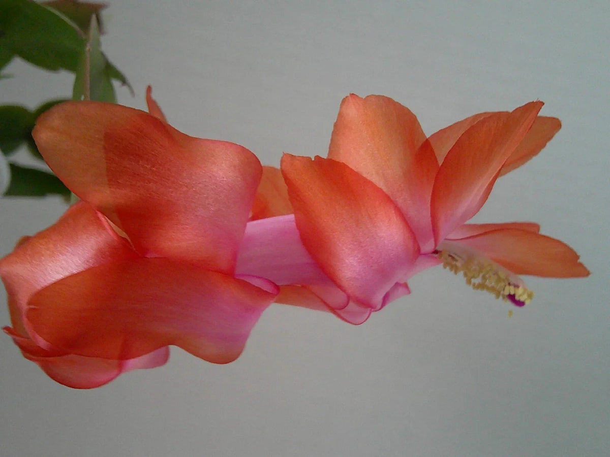 Schlumbergera Starter Plant - Keystone Halo Effect - Christmas Cactus - Colorful Blooms - Unique Varieties