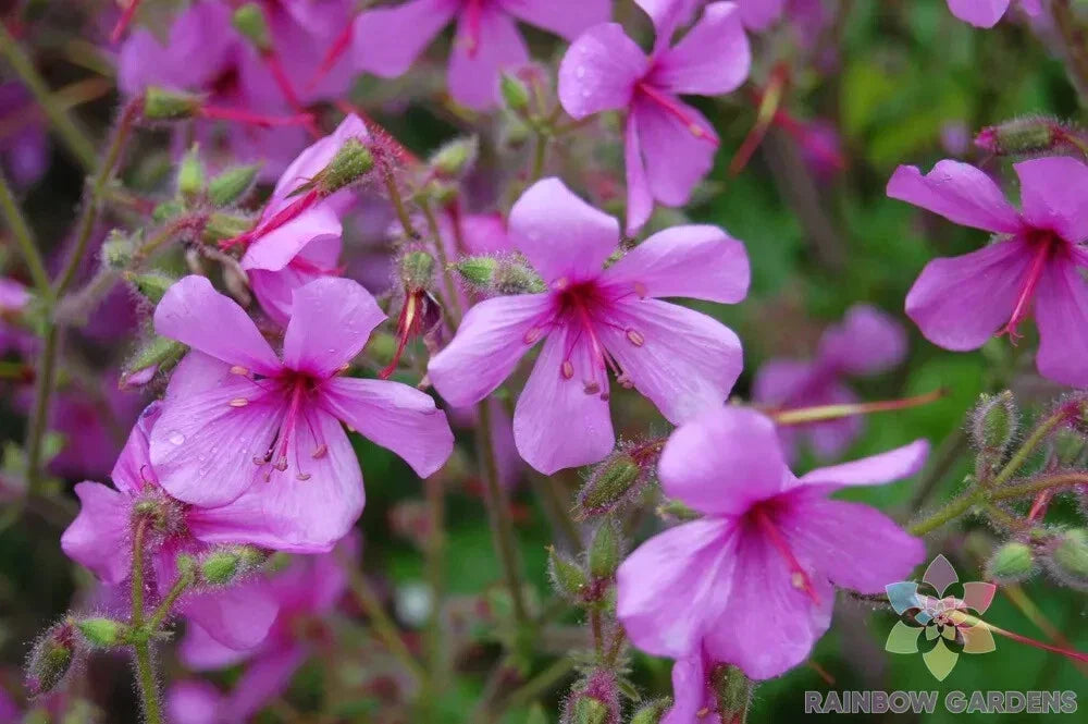 25+ Canary Island Geranium Seeds - Pelargonium palmatum - Non-GMO Garden Planting Seeds - USA - Vibrant Blooms, Easy to Grow