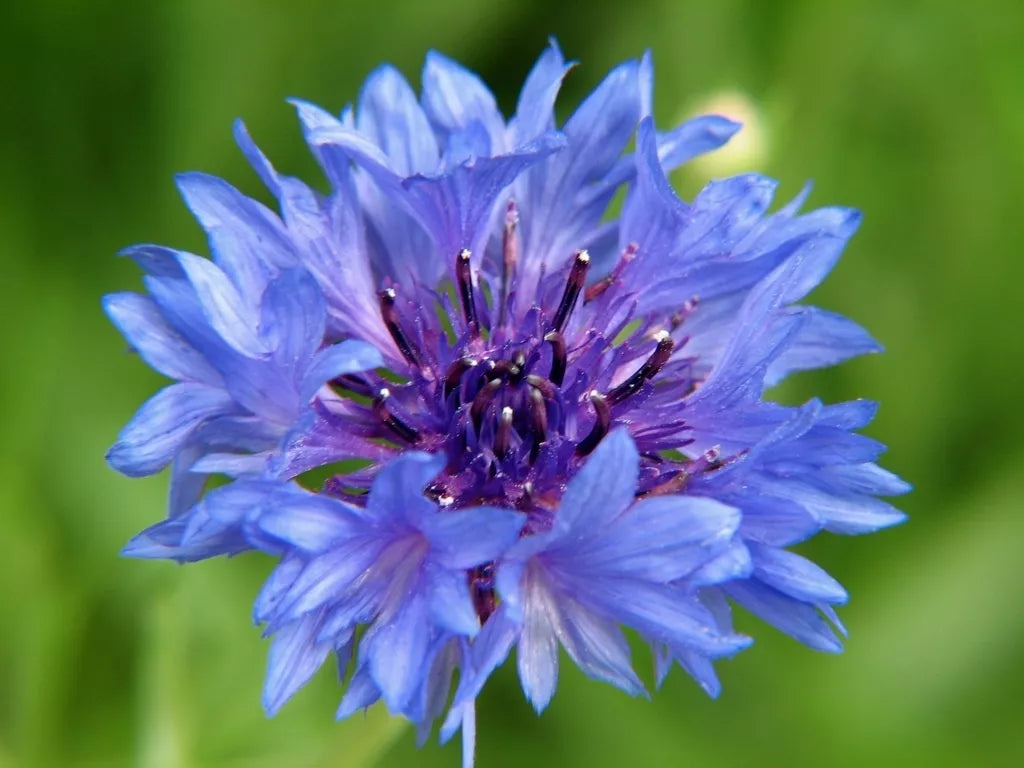 Bachelor's Buttons Seeds 500 Count - Blue Bushy Variety - Centaurea cyanus - Non-GMO, Easy to Grow, Attracts Pollinators
