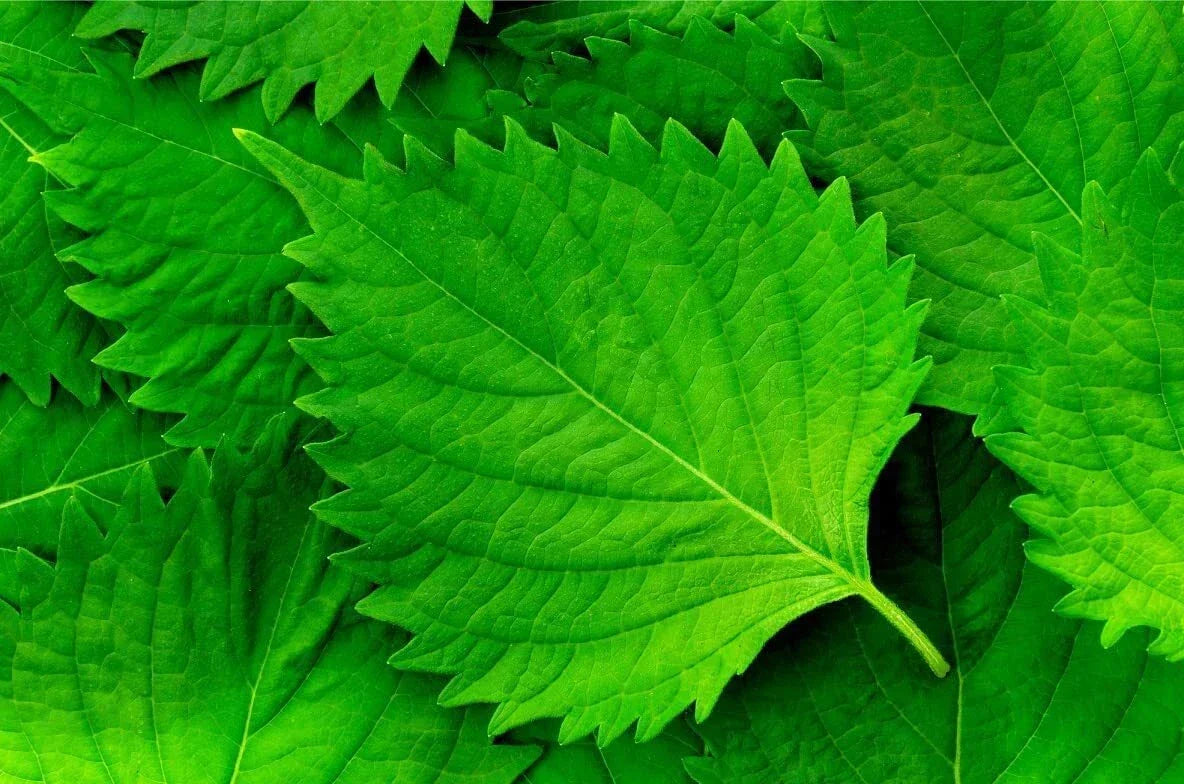 Green Shiso Seeds (100+ Seeds) - Tangy Perilla frutescens for Sushi & Asian Cuisine Gardening