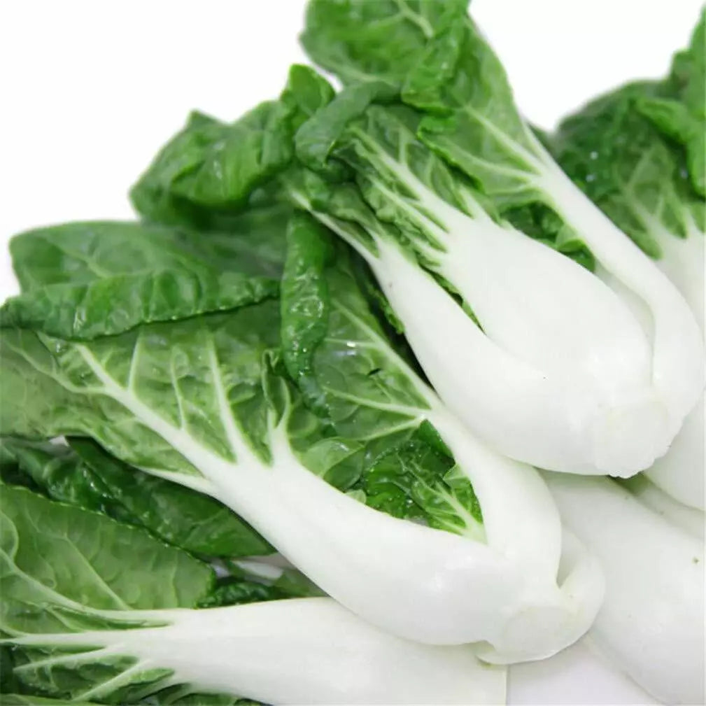 Pak Choi Seeds 300+ Count Non-GMO White Stem Chinese Cabbage Brassica rapa - High Germination Rate for Home Garden