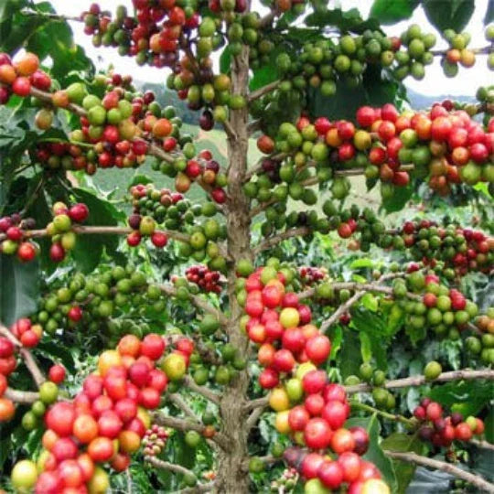 Coffee Seeds, 5 Seeds, Organic Coffea Arabica Nana, Easy to Grow Dwarf House Plant
