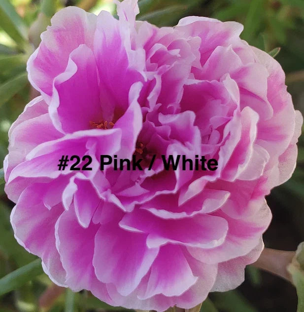 Moss Rose Cuttings - 10 Unrooted Pink/White Portulaca Grandiflora Plants for Gardens and Containers