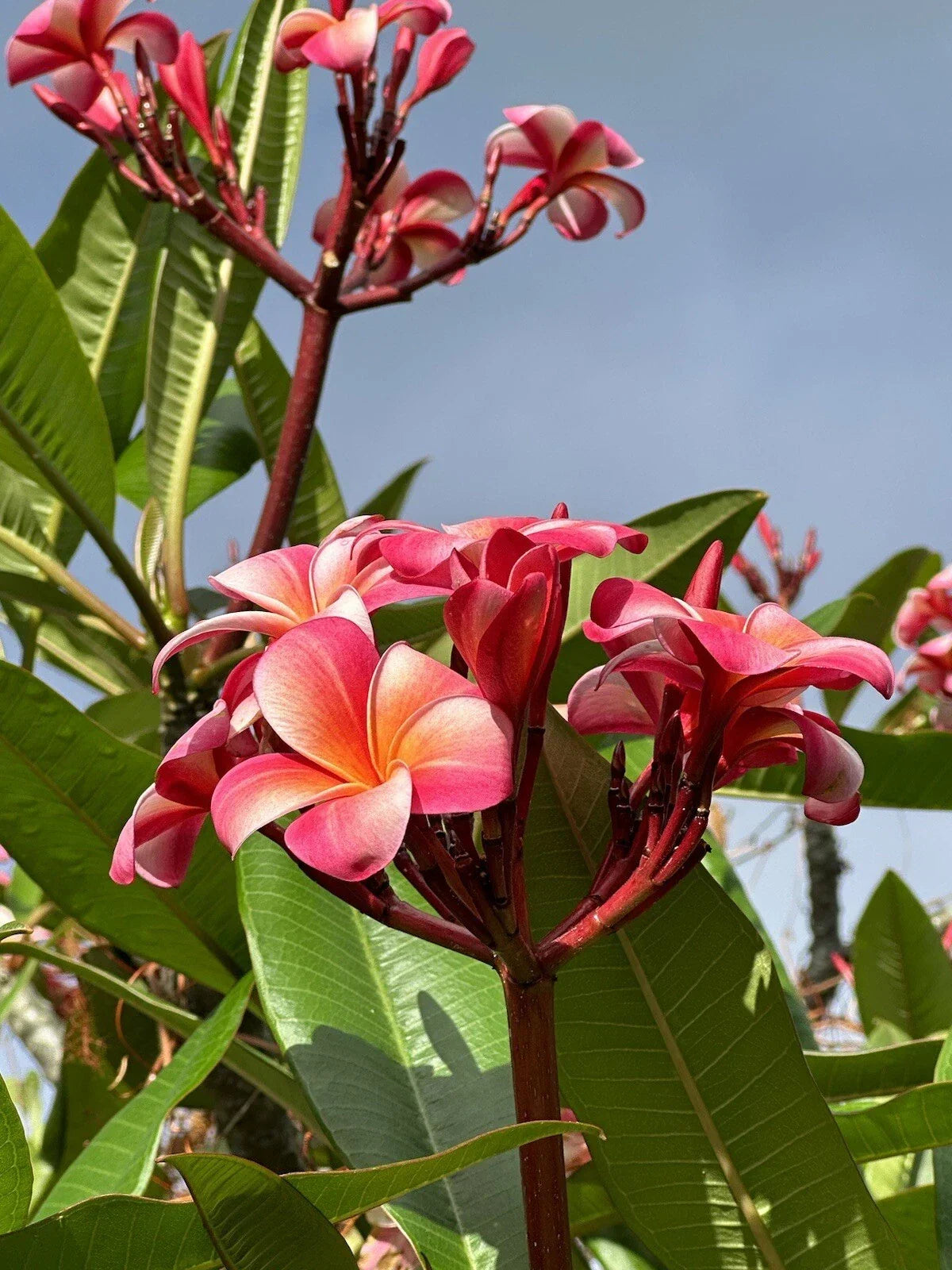 Pink Plumeria Cutting 10 Inch Unrooted Starter Plant, Frangipani Variety, Plumeria rubra, Fresh Single Head Cutting
