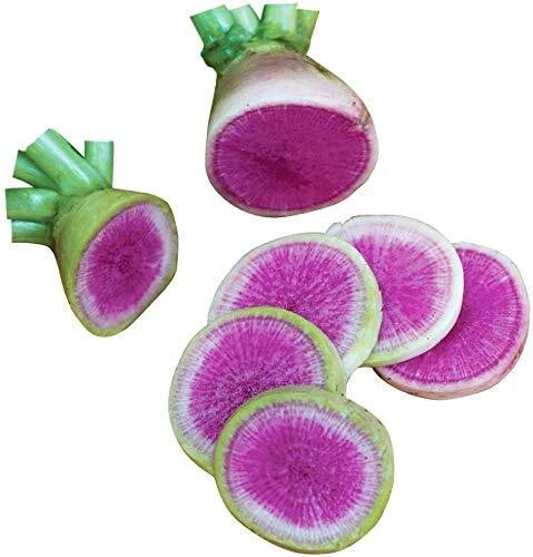 Watermelon Radish Seeds - 250+ Seeds - Raphanus sativus var. radicula - Exotic Vegetable for Home Gardening