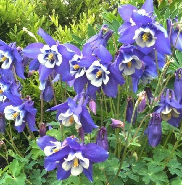 Columbine Seeds 500 Non-GMO Blue Perennial Aquilegia caerulea for Spring Blooms, Attracts Pollinators