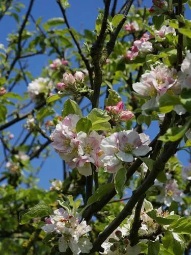 European Crab Apple Tree Seeds - 20 Seeds, Malus Sylvestris, Hardy French Crabapple for Gardens