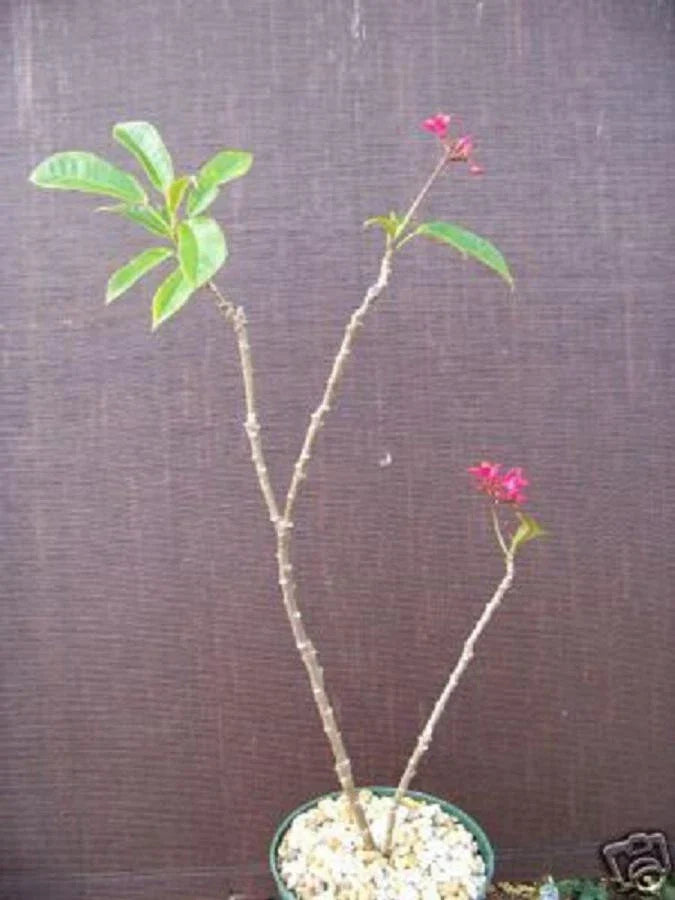 Jatropha Plant | 6-12 Inch Rare Drought-Tolerant Succulent | Jatropha integerrima | Ornamental Cacti for Home Decor