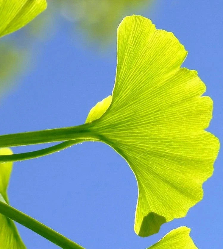 Ginkgo Biloba Cuttings 5+7 for Rooting and Grafting, Medicinal Tree, Ginkgo Tree Cuttings