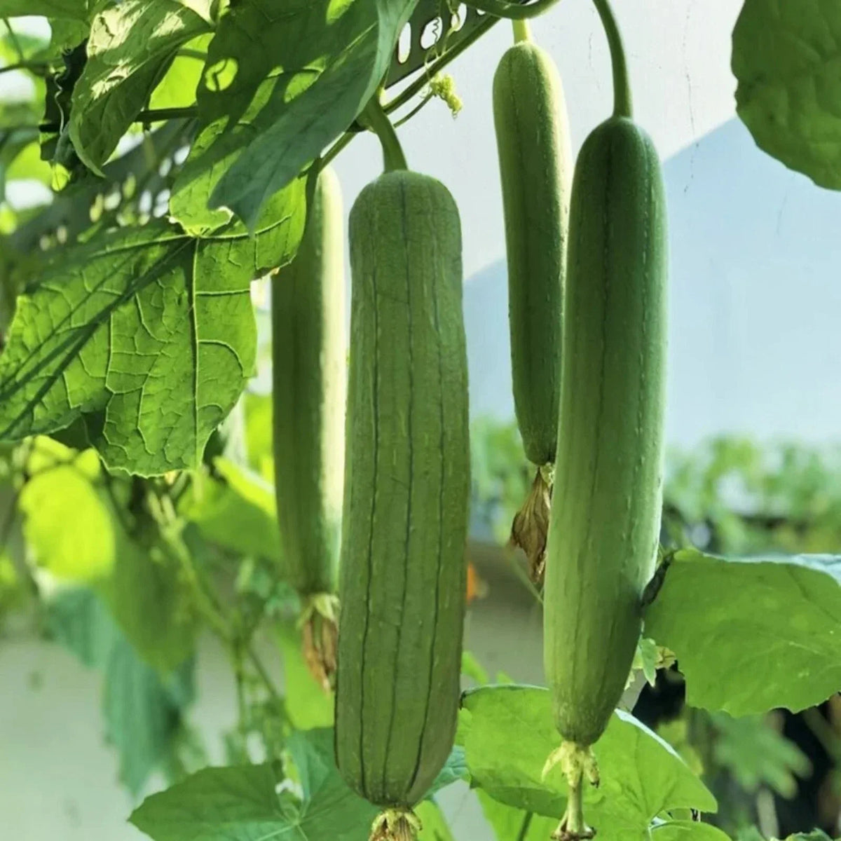 Luffa Gourd Seeds - 30 Non-GMO Chubby Pier Seeds for Gardening - Luffa cylindrica - Ideal for Natural Sponges & Crafts