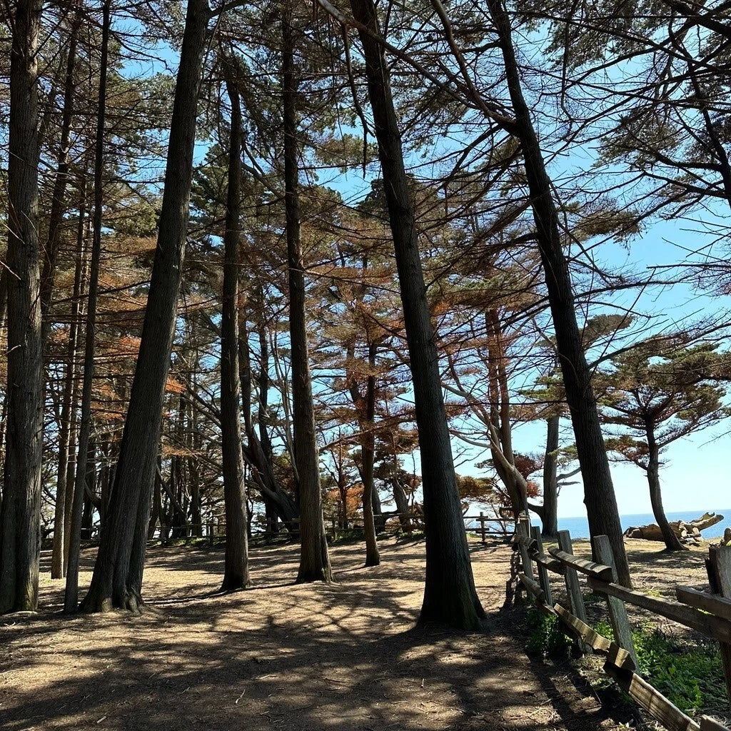Monterey Cypress Tree Seeds, 100+ Seeds, Cupressus macrocarpa, Ideal for Bonsai Cultivation, Drought-Resistant Foliage