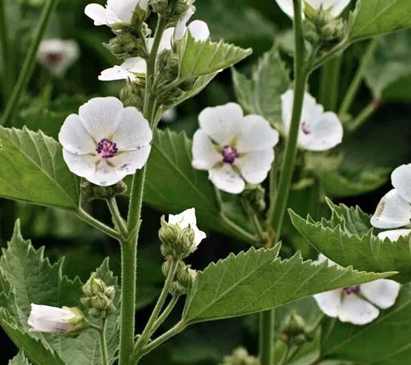 Marshmallow Seeds 100+ Pack | Althea officinalis | NON-GMO | Herbaceous Perennial Seeds for Garden & Pollinators