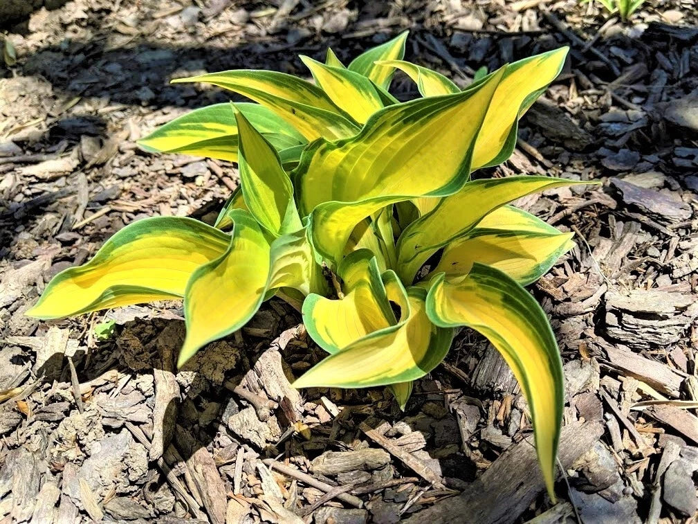 Hosta Plant - 1 Well-Rooted Perennial - Orange Marmalade - Hosta hybrida - Vibrant Golden-Orange Foliage for Shade Gardens
