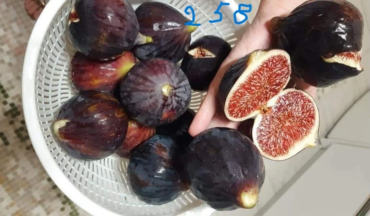 Unrooted Fig Cutting - Italian 258 Variety - Ficus carica - Ideal for Planting and Propagation