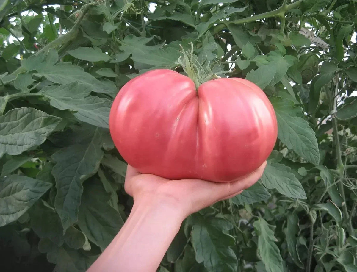 German Giant Tomato Seeds - 10+ Non-GMO Heirloom Organic - Solanum lycopersicum - Huge Juicy Variety for Home Gardening