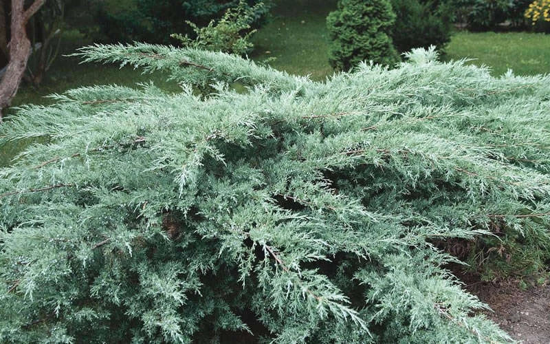Juniper Hedge Plant Cuttings Set of 12+ | Juniperus spp. | Non-Rooted | Ideal for Landscaping & Privacy Screens