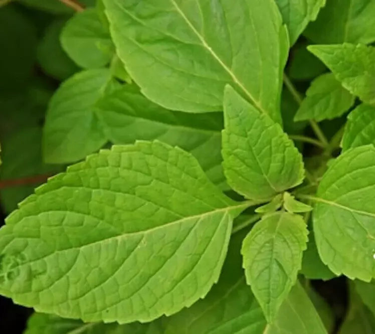 Clove Scented Basil Seeds 300+ Annual Herb Spice Aromatic Ocimum basilicum for Culinary Gardening