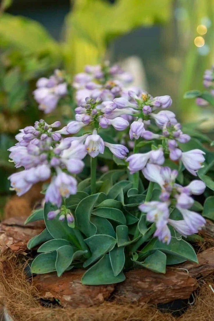 Blue Mouse Ears Hosta Live Plant 4" Pot - Miniature Blue-Green Leaves, Shade Tolerant Perennial, Hosta sieboldiana