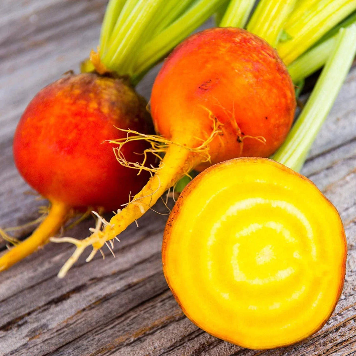 Golden Beet Seeds - 200 Count - Orange Beetroot 'Gold Sunset' - Beta vulgaris - Non-GMO for 2025 Planting