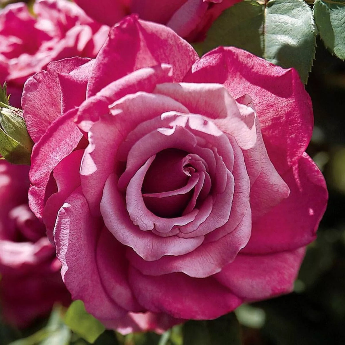 Heirloom Hybrid Tea Rose Cuttings 5-8" Mauve Unrooted Fresh Stems Rosa hybrida - 4 Stems for Garden Enthusiasts