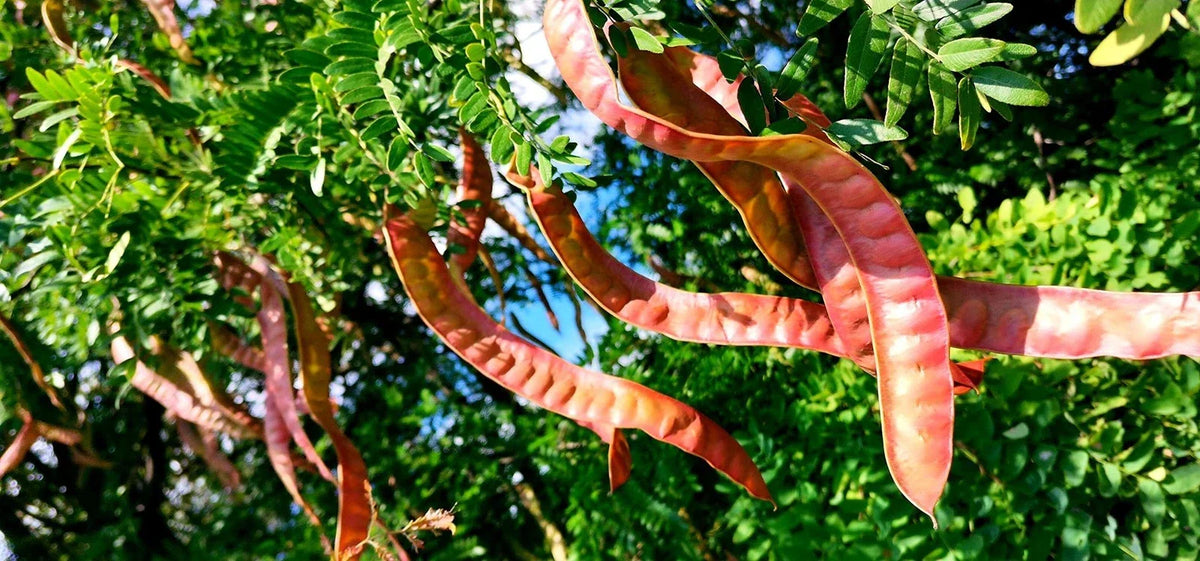 Thornless Honey Locust Seeds - 12 Seeds - Drought-Tolerant Shade Tree - Gleditsia triacanthos - Fast-Growing Foliage