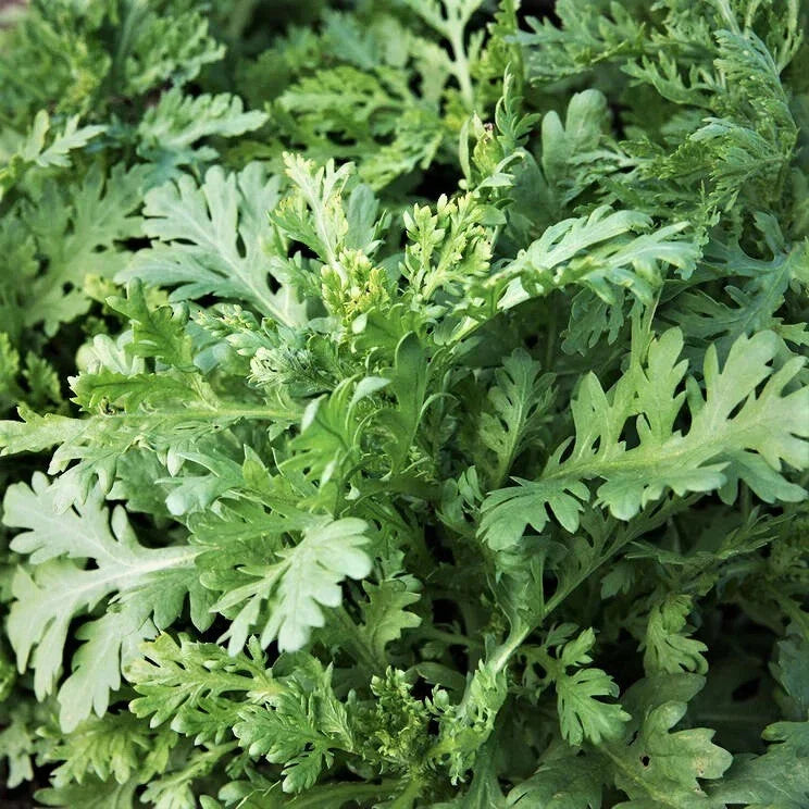 Garland Chrysanthemum Seeds - Edible Greens - Crown Daisy - Chrysanthemum coronarium - Non-GMO Seed Packet - 200 Seeds