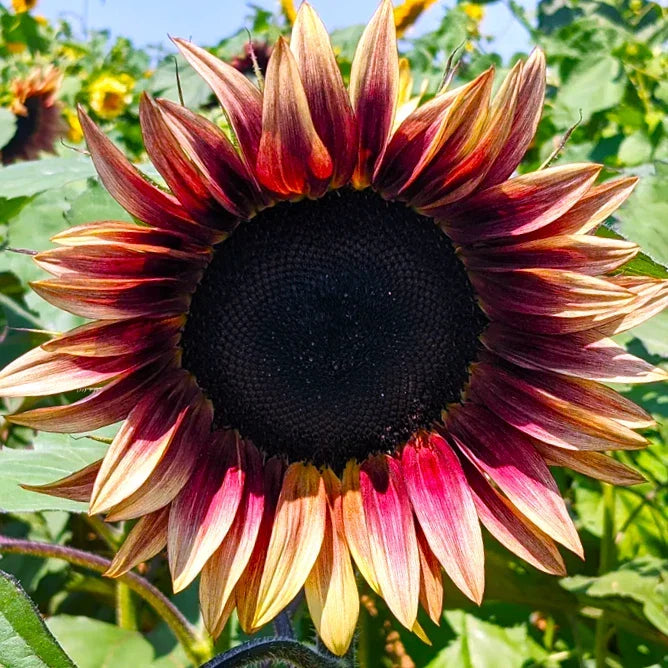 ProCut® Plum Sunflower Seeds | 25 Seeds | Pink Purple Bicolor | Helianthus annuus | Attracts Pollinators, Easy to Grow