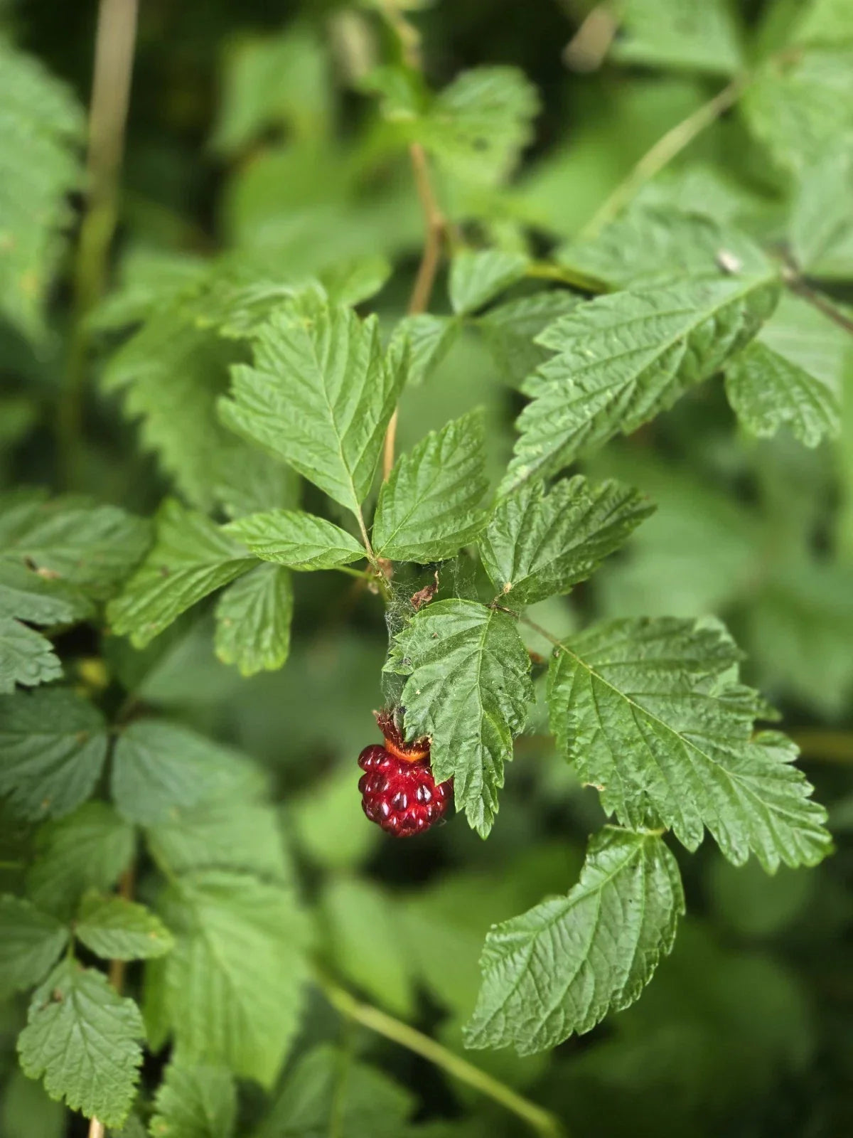 Live Salmonberry Plant Bare Root - Rubus Spectabilis - Edible Berry Bush for Gardens - PNW Grown Native Plant