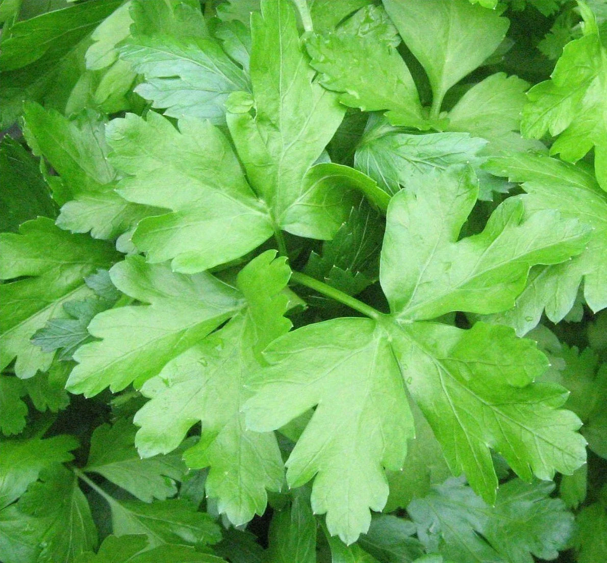 Italian Parsley Seeds 500+ Count Dark Green Flat Leaf Petroselinum crispum Herb Garden Starter