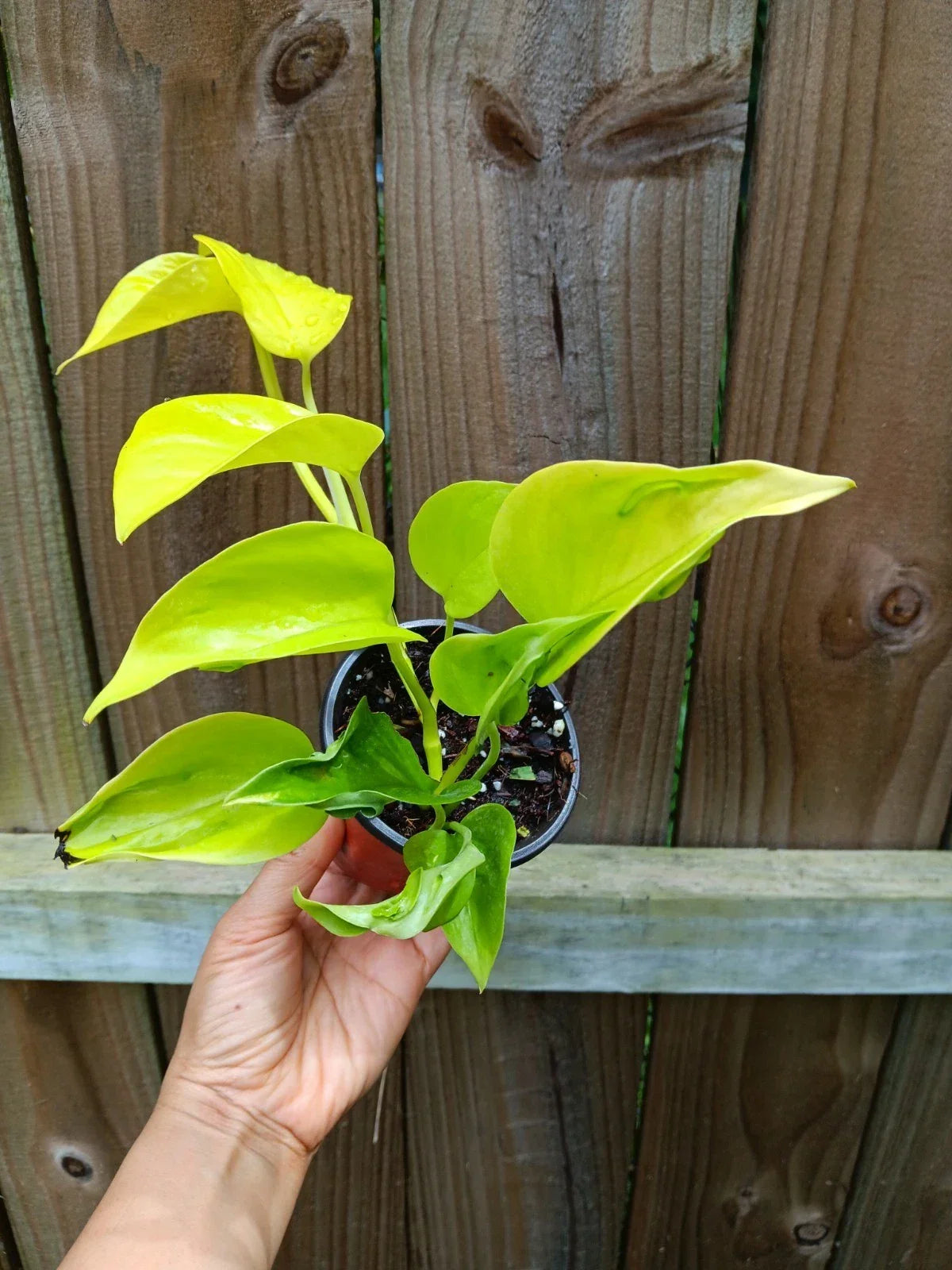 Champs Élysées Pothos Plant | 6" Pot | Green Variegated Foliage | Epipremnum Aureum 'Champs Élysées' | Indoor Houseplant