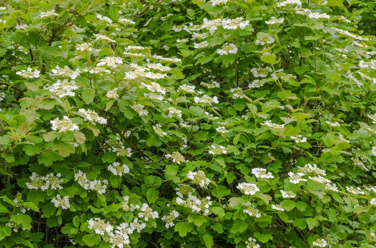 Linden Berry Shrub Seeds - 10 Pack Cardinal Candy - Tilia americana - Sweet Berries for Home Gardeners and Fruit Enthusiasts