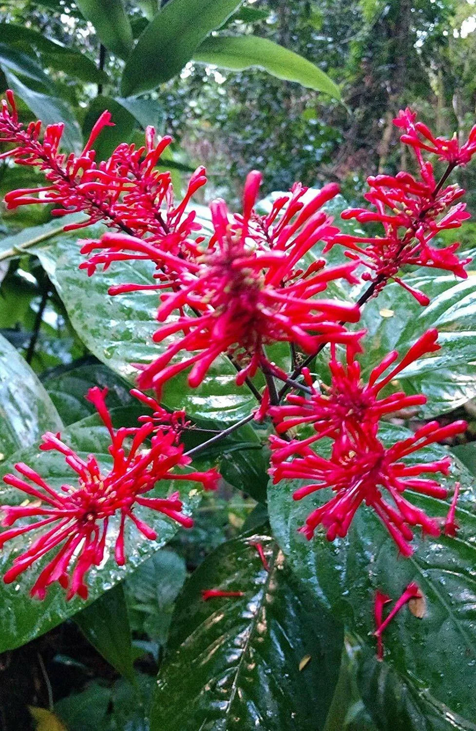Fire Spike Red Plant - Rooted Starter - Hummingbird Attracting - Odontonema strictum - Vibrant Perennial for Garden