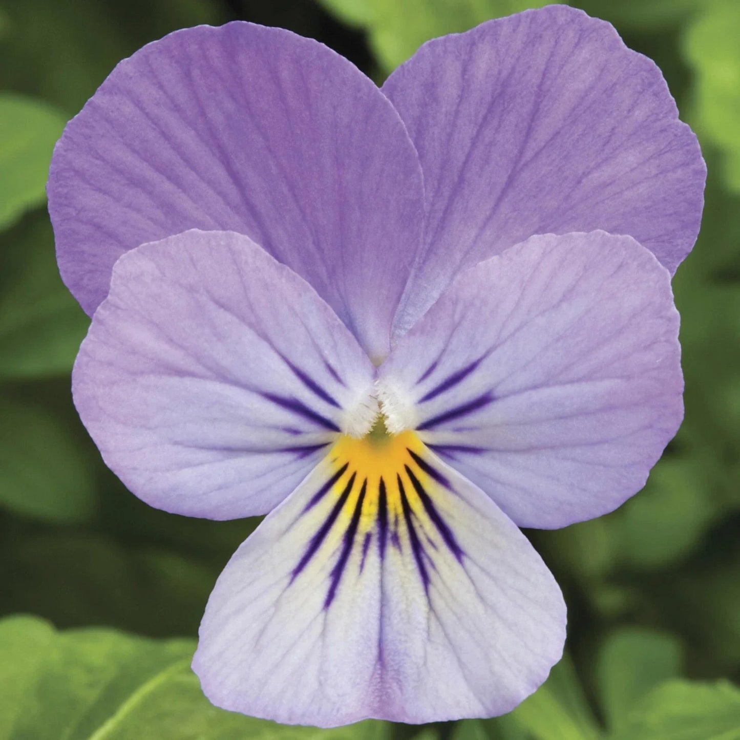 Viola Seeds 50 Pack Endurio Lavender Flower Seeds (Viola spp.) - Perfect for Garden or Container Planting