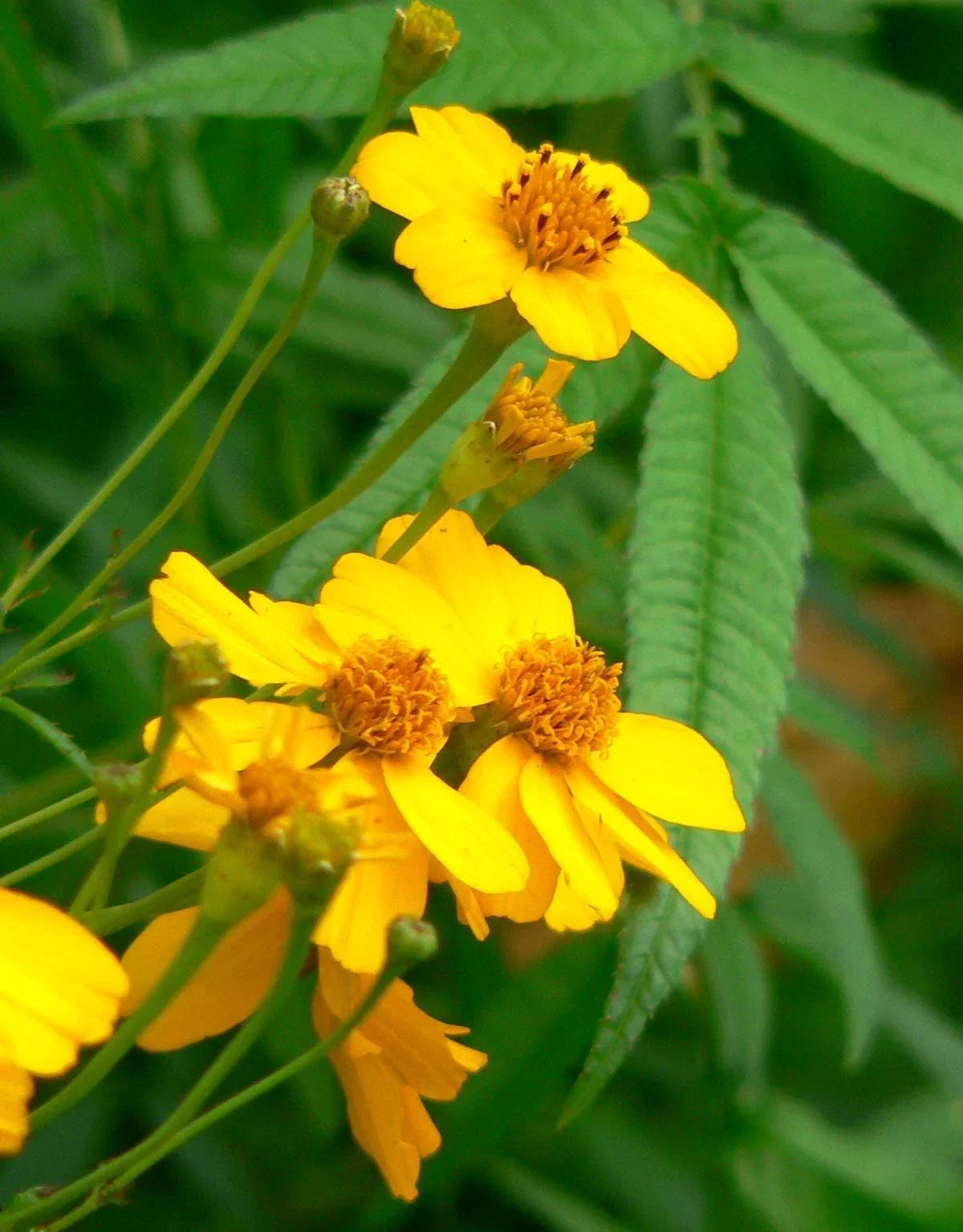 Marigold Seeds 75 Count - Mexican Mint Herb - Tagetes lucida - Non-GMO Garden Plant for Culinary Use and Pollinator Attraction
