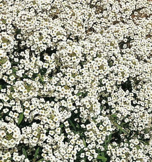 Alyssum Seeds 1500+ Carpet of Snow White Flowers Annual for Pollinator Garden | Lobularia maritima