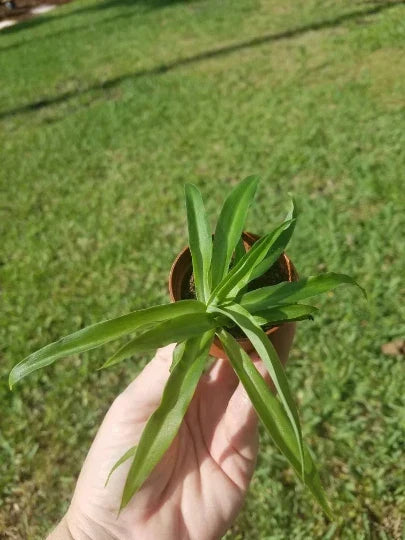 Solid Green Spider Plant 2" Pot - Air Purifying, Low Maintenance, Chlorophytum comosum