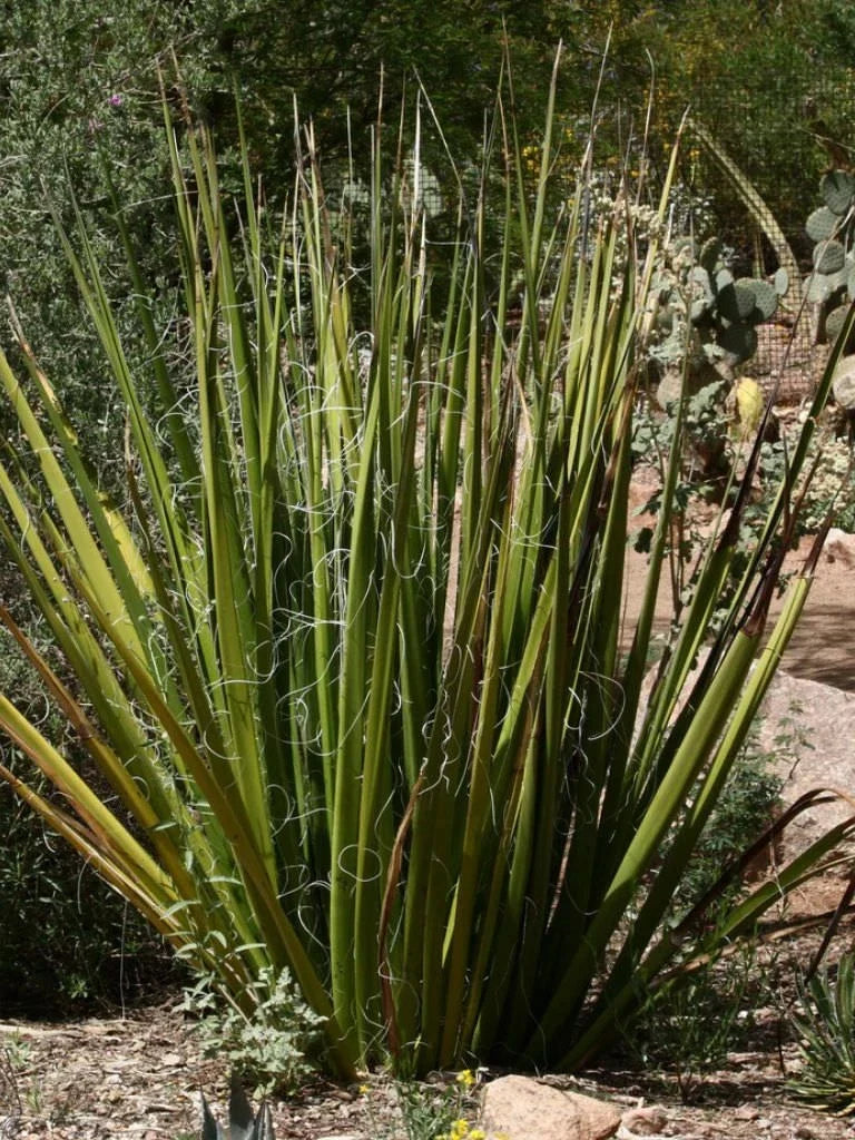 Giant Swordflower Seeds, 35 Pack, White/Yellow Flowers, Hesperaloe funifera, Drought-Tolerant for Garden Landscaping