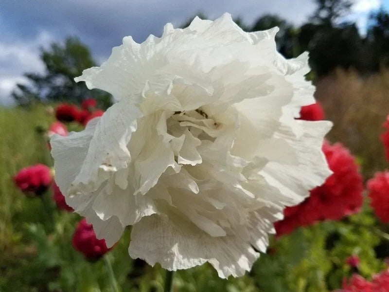 Poppy Seeds - 500 Organic Snowball White Flowers - Papaver paeoniflorum - USA Grown, Non-GMO, Perfect for Garden Borders