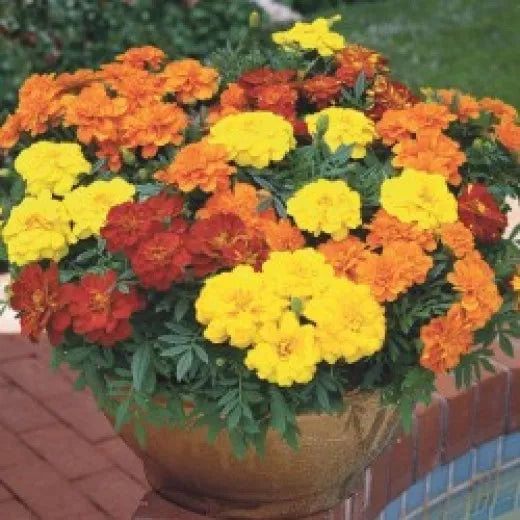 Marigold Seeds - Crackerjack Variety - 50 Seeds - Tagetes erecta - Orange and Yellow Blooms for Garden and Arrangements