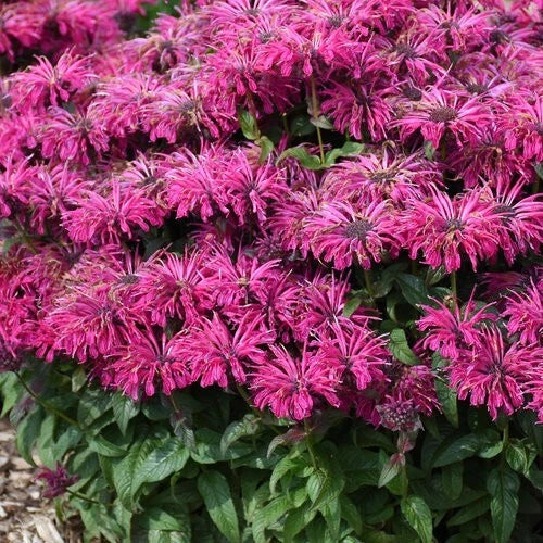 Bee Balm Seeds 100 Pack Razzleberry Monarda didyma Hummingbird Flower Seeds for Pollinator Gardens