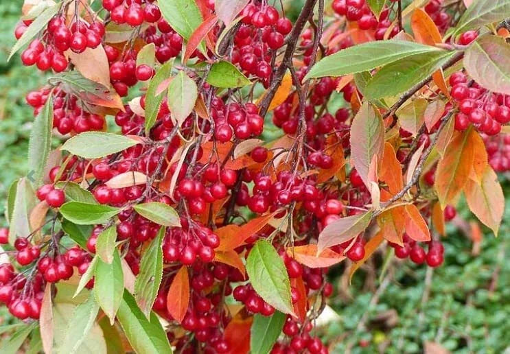 Red Chokeberry Seeds 30 Pack - Aronia arbutifolia - Fruit-bearing Berry Tree Seeds for Garden Planting