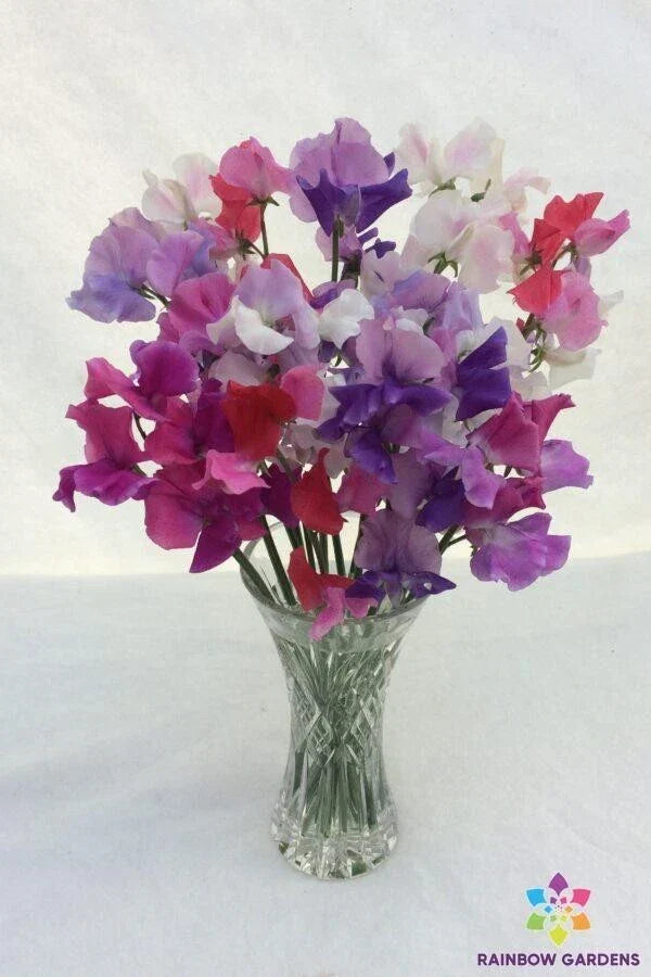 Bicolour Mixture Sweet Pea Seeds - 50+ Pack - Lathyrus odoratus - Fragrant Garden Planting - USA