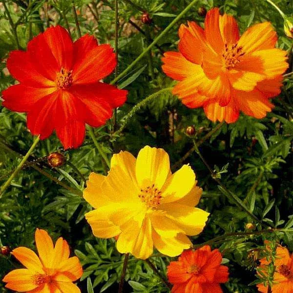 Cosmos Seeds 100 Ct | Bright Lights Annual Cut Flower Mix | Colorful Blooms | Cosmos bipinnatus